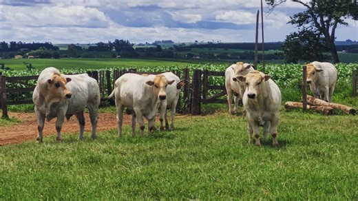 Marchigiana é boa opção para bezerrada precoce com matrizes Nelore e Tabapuã?