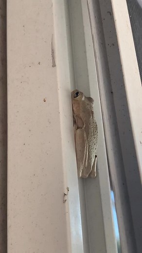 Ever wondered how to grow frogs? #tadpolegirl #frog