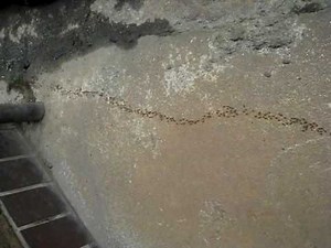 蟻の行列 procession of an ant