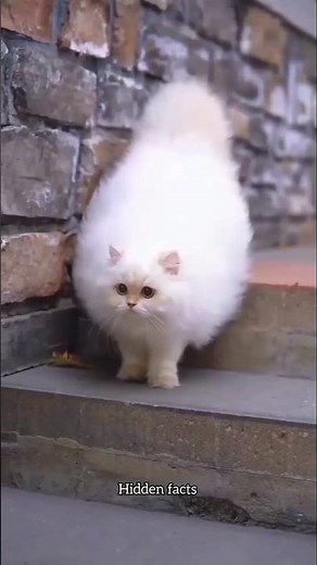 Top 5 Fluffiest Cats in The World!😮🐾