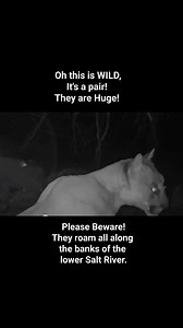 Oh My! These are the mountain lions that took Lainey. So huge and hunting in pairs? The horses never stood a chance! This explains why even adult horses have been taken. (RIP Sunny and Nahele). We are just posting this, so people can be aware at night. We were out searching in the dark, but we will never be doing that again! #lookingforlainey #srwhmg #saltriverwildhorses #wildhorses #saltriverhorses | Salt River Wild Horse Management Group