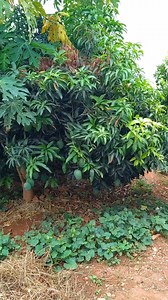 3.3K views · 190 reactions | Eagle Eye Security, reliable security services. Contact :+263782867870 | Lincoln Magabo | Facebook