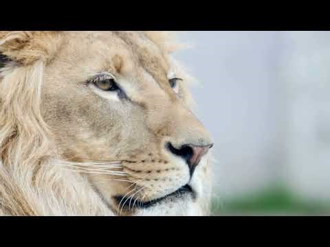 $250K FDIC CLAIM IS RETIRED | $7M BLACK CARD | ANNE SMITH