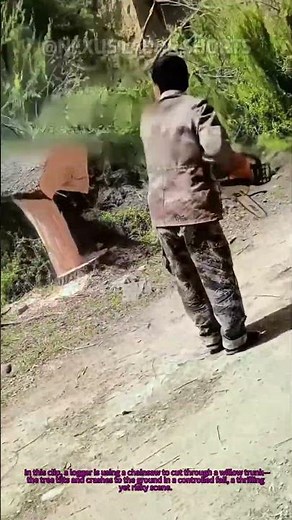 Tree Felling Safety: Watch the Fall! ⚠️