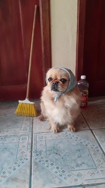 #cenicientachallenge #cenicienta #pekines #viral #comedia #mascotas #aninales #esperancita #dog #perro