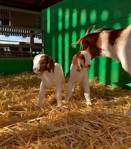 Bring your kids to meet our kids! Our new triplets and twins can be found in the farmyard. They are excited to meet you!🐐💛 #willowsactivityfarm #fyp #farming #farm #family #farmlife #kids #familytime | Willows Activity Farm