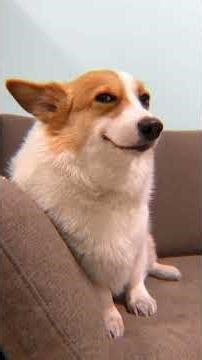 Duniya Ke 3 Sabse Khatarnak Kutte 😱 | !#dogs #germanshepherd #pitbull #rottweiler