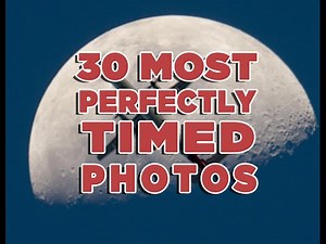30 Most Perfectly timed photos