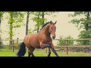 Animal Sound For Children To Learn | 25 Animal Sounds