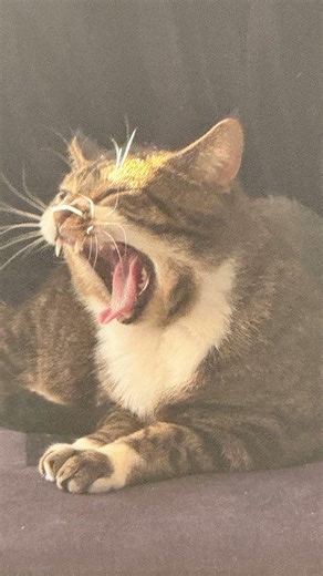 I think tiggy is s bit tired lol 😂