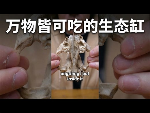 【中配】这个生态缸会吃掉我放进去的任何东西 - Worcester Terrariums