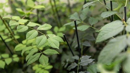 How the emerald ash borer became the ash tree's new enemy