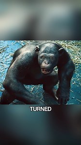 13K views · 280 reactions | When Caesar Finally Said ‘No’  #shorts #viral | QuickFlick Recaps | Facebook