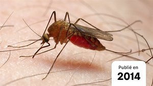 Éliminer les femelles anophèles pour lutter contre la malaria