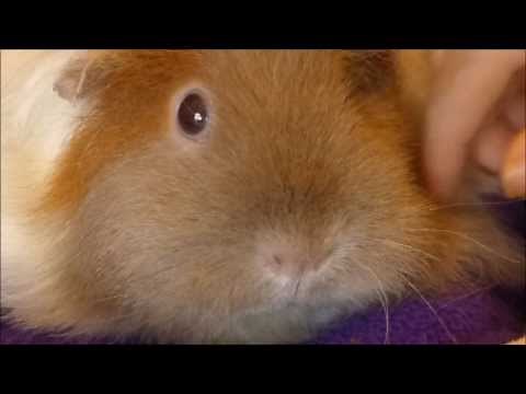 Guinea Pig Eyes: Conditions and Eyedrop Treatment