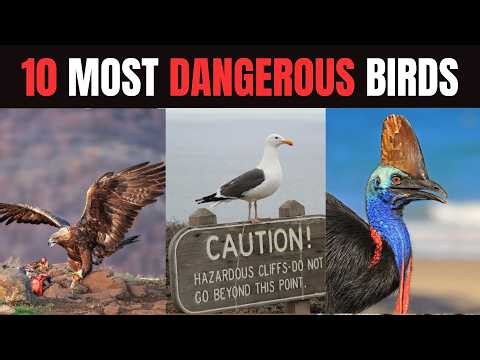 10 Most Dangerous Birds on Earth (These Birds Can Attack Humans!)