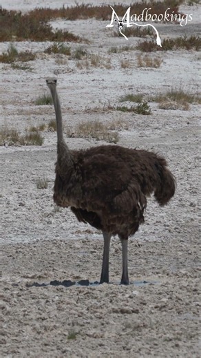 Ostrich in Etosha National Park, Namibia.