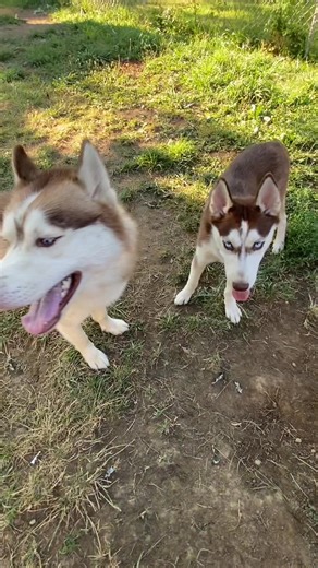 #siberianhusky #huskypuppy #huskysoftiktok #ryleeandroyal #huskylife