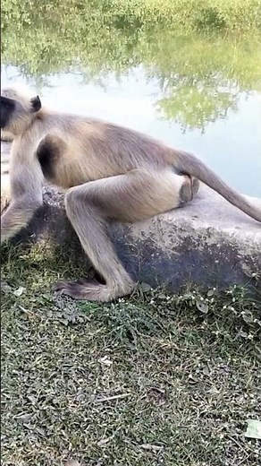 Monkey Sitting and Resting | Real Monkey Video 🐒