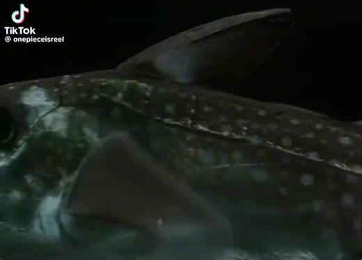 #pourtoiii #connerie #drole #animaux #🤣😂🤣😂