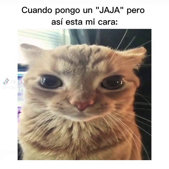 Gatos Memes y Risas en TikTok