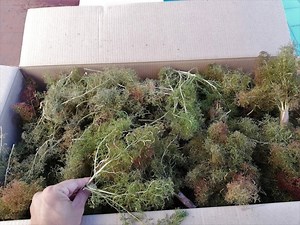 Super Realistic Model Trees / Bush Armatures for All Stairs Model O HO OO N, Wargame Diorama Train Backdrop 60 Pcs - Etsy UK