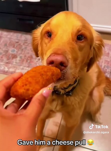 Dogs go crazy when they see food#dogsoftiktok #funnyvideos #crazy #petsoftiktok #dog