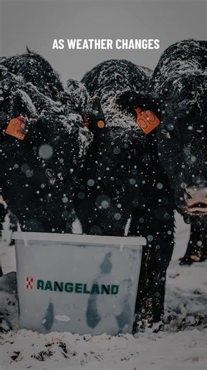 Cold weather’s here, and your animals feel it too. Make sure they’ve got the nutrition they need to stay strong all winter long. #mylocalpurinadealer #feedgreatness | Montana Feed Company - Columbus