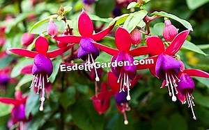 Magellan Fuchsia, Fuchsia Magellanica: Plantio, Cultivo 🌿 Tudo Sobre Jardinagem E Projeto Do Jardim - 2025