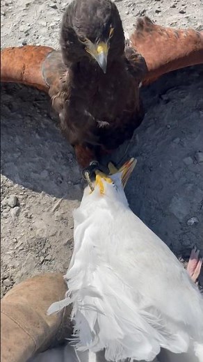 Hunting with a Harris hawk. #carhawking #hunting #birdhunting #harrishawk #falconry