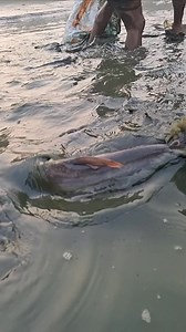 154K views · 802 reactions | বিশাল বড় মাছের খেলা 殺殺 #rails #everyone #fish #fishing #fishingtrip #fishingislife #fishingaddict #fishinglife #fishingdaily #fishworld #fisherman | Unity Farm | Facebook