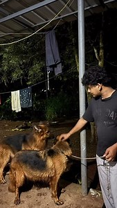 12K views · 193 reactions | German shepherd adoption successfully completed | #dog #free #germanshepherd #insta #facebook #trending #free | Rare Happy Vibes | Facebook