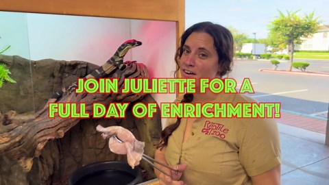 Feeding a whole zoo of reptiles!🐢🦎🐍