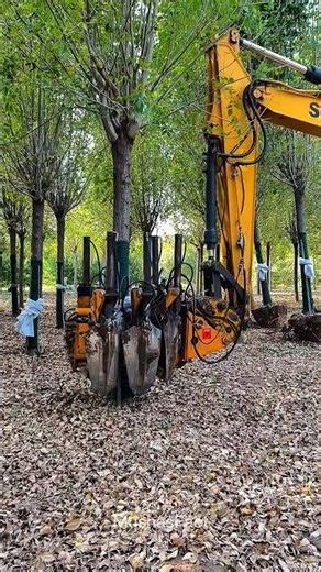 This Machine Can Uproot a Massive Tree Without Hurting It! 🌲