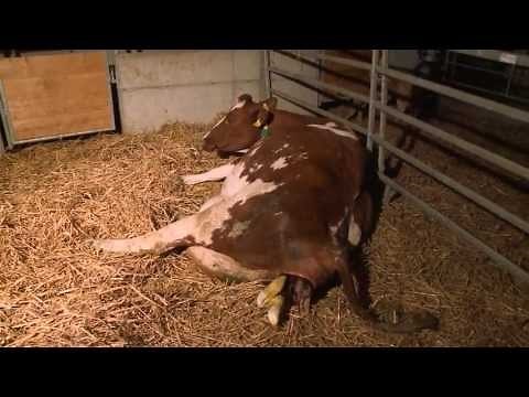 Geburtsfilm beim Rind