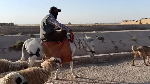 Sheep Herding with Donkey in Rural Landscape