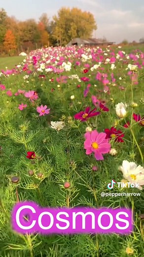 Easy flowers to grow in your garden #flower #garden