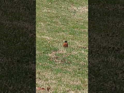 Mateo 24:7-8(RVR1995) Matthew 24:7-8(KJV)