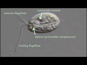 Entosiphon sulcatum, a colorless phagotrophic euglenid.