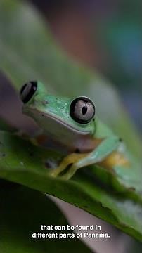 TARI: Lemur Leaf Frog Release Trials