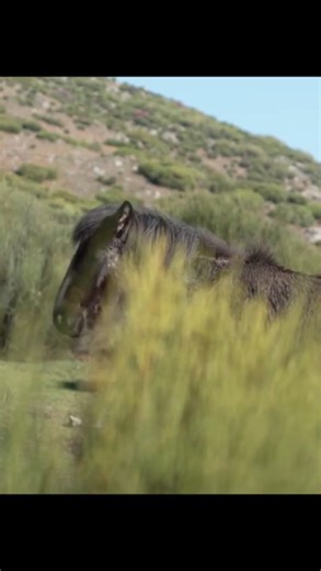“Why does a horse get scared?” 🐴
