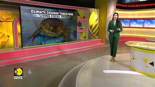 Frog Species Once Shared Earth With Dinosaurs