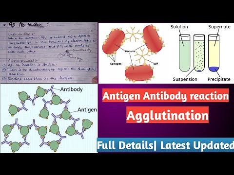 Antigen Antibody reactions | Ag-Ab reaction (Agglutination reaction)