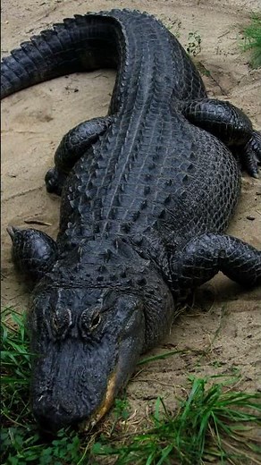 Crocodiles Vs Alligators Explained in One Minute