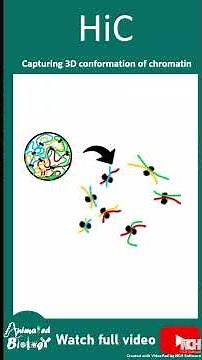 HiC | High-throughput Chromosome Conformation Capture |Animated biology with Arpan