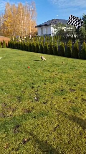 68K views · 694 reactions | Electric Paws on Reels | Facebook