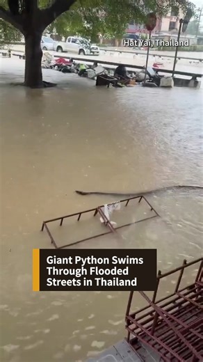 Severe flooding in Thailand has reached depths of 1.5 – 3 meters, displacing millions and forcing wild animals like pythons into city streets. Rescuers are warning residents to stay alert — it’s not just the water rising. #thailand #floods #news #python #hatyai #fyp | Phoenix TV English