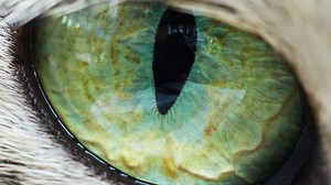 This Cat Test Will Reveal If You Are An Introvert Or Extrovert | BuzzFeed Video