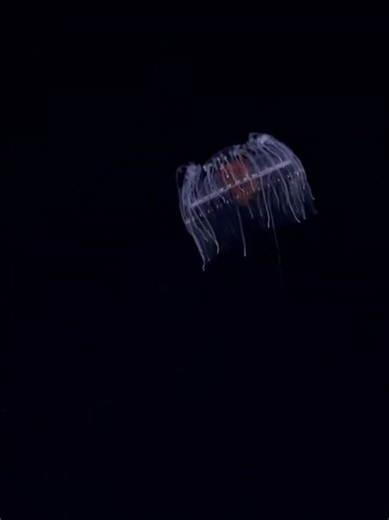 This is a Medusa I have not seen before. Was only about 1cm total. Will add ID in comments if I figure it out. From @Schmidt Ocean 🌊 dive 900 #livingbioreactors #MarineLife