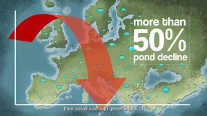 Ponds can help us tackle many of the big environmental issues that affect us all: climate change, flooding and pollution. All this, as well as being fantastic for biodiversity. 🐸 💦 Ponds support an extraordinary two-thirds of all freshwater species, and creating clean ponds is one of the simplest and most effective ways to protect freshwater wildlife. Find out more ⬇️ This video was created by the PONDERFUL project and received funding from the European Union's Horizon 2020 research and innova